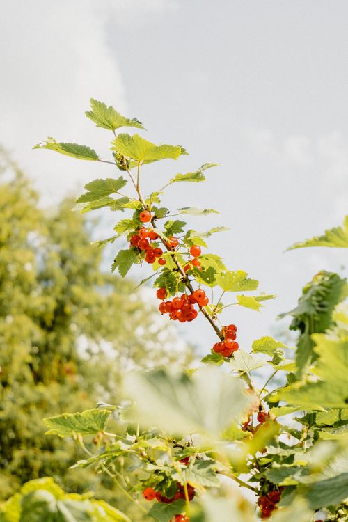 Free Bright red currants in sunlight with leaves in a natural setting, showcasing summer's vivid colors. Stock Photo