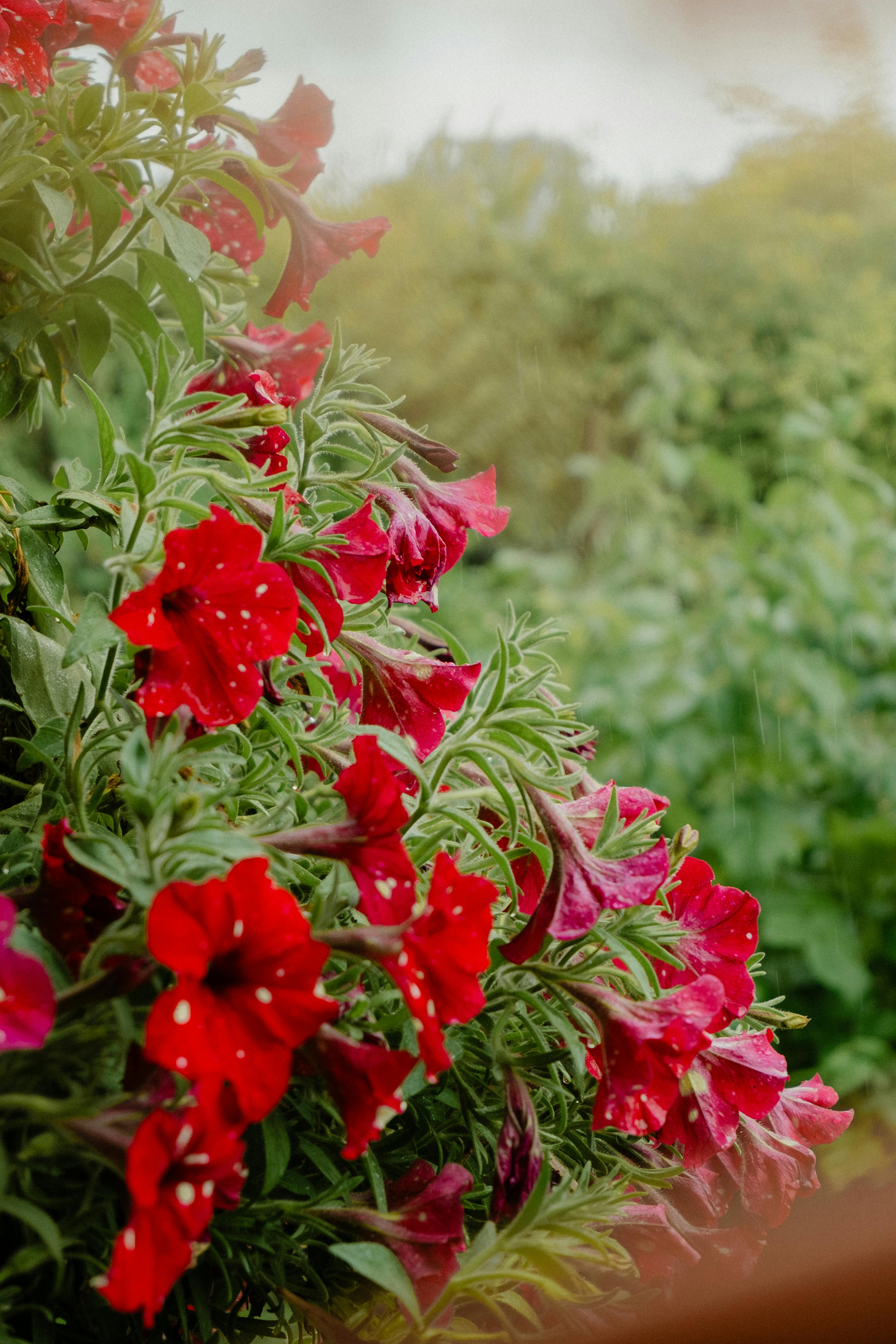 [ColoSach]-beautiful-red-petunias-in-full-bloom,-adding-a-vibrant-splash-of-color-to-a-lush-garden-environment.
