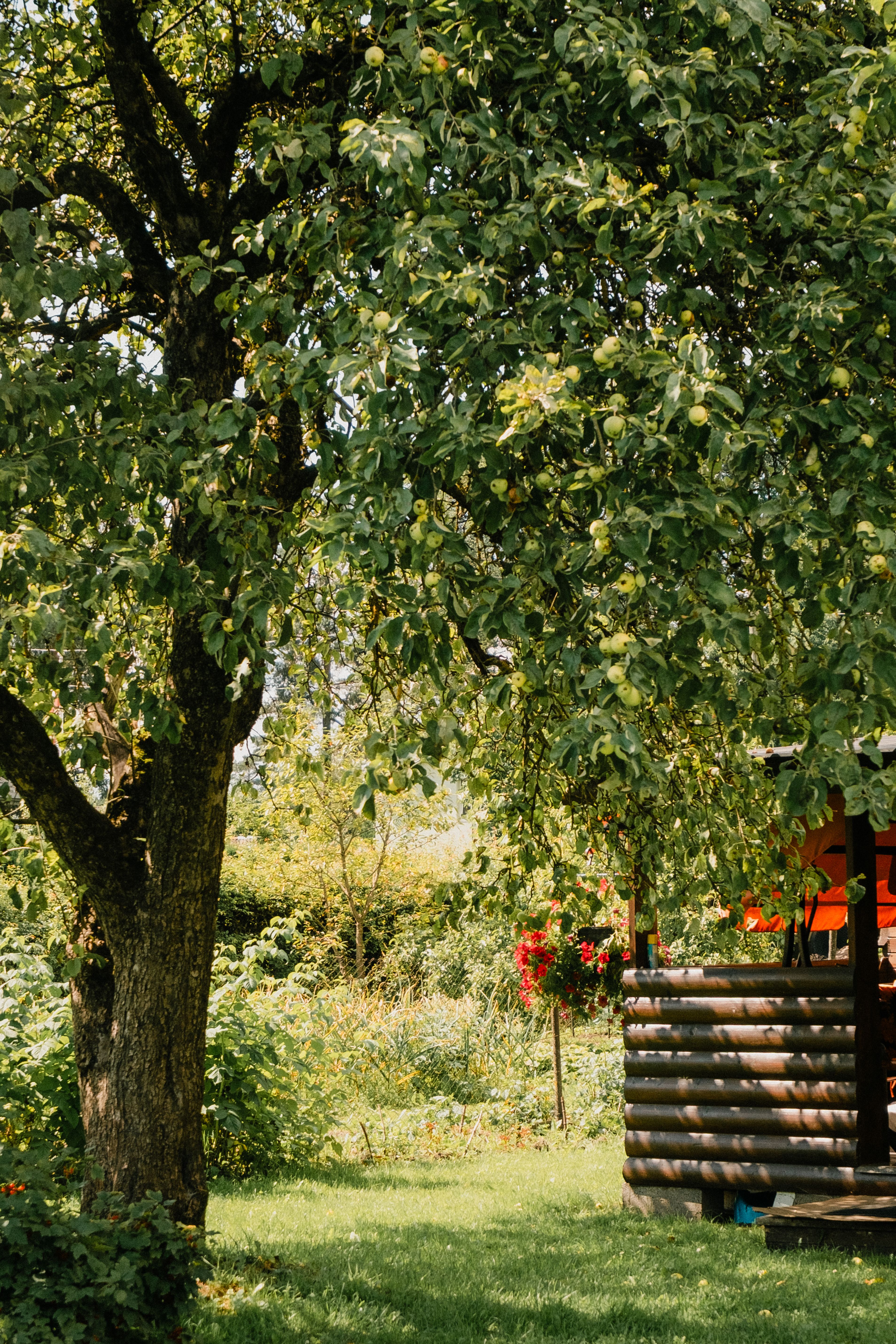 Charming Rustic Cabin in Lush Greenery · Free Stock Photo
