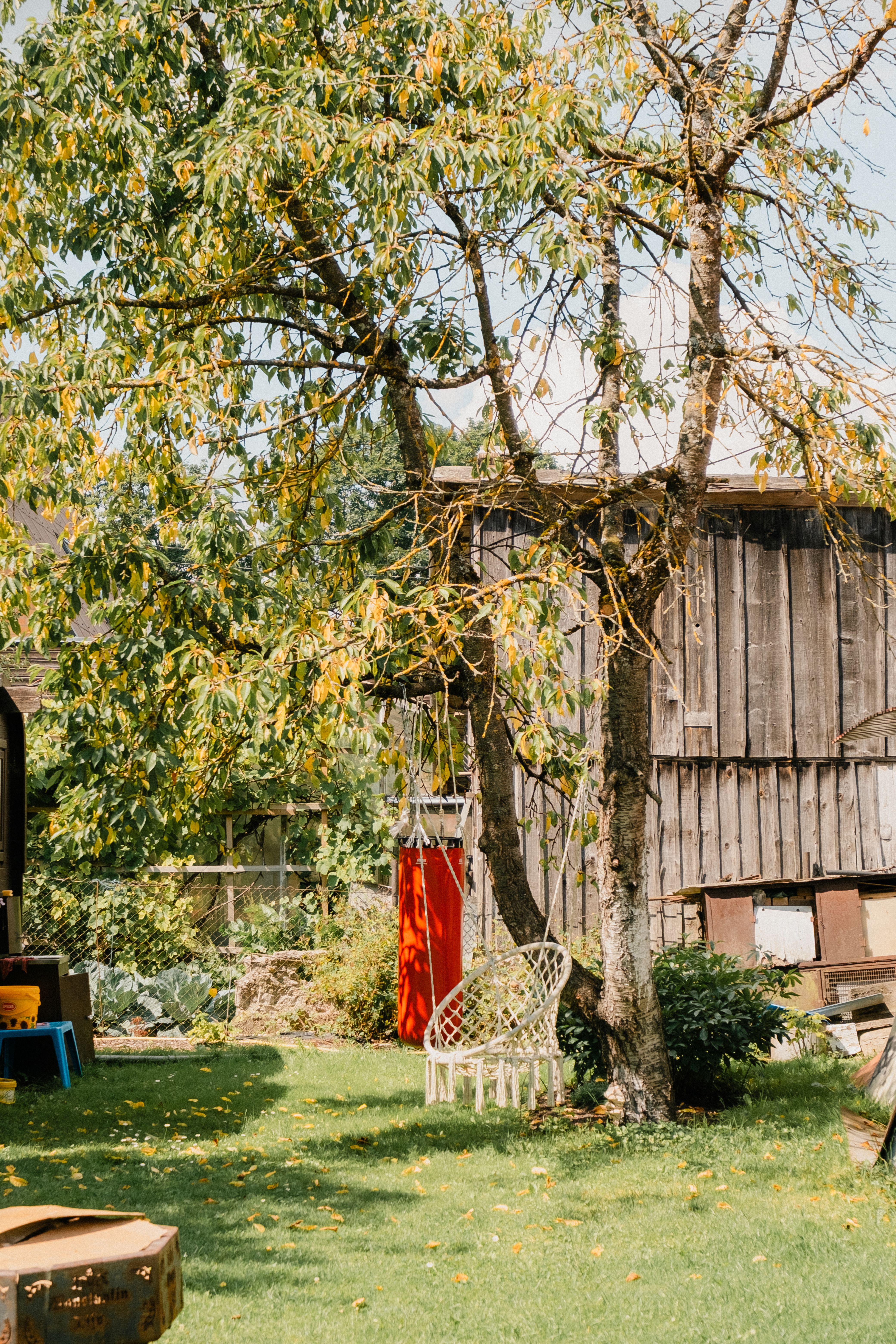 Rustic Backyard with Wooden Barn and Trees · Free Stock Photo