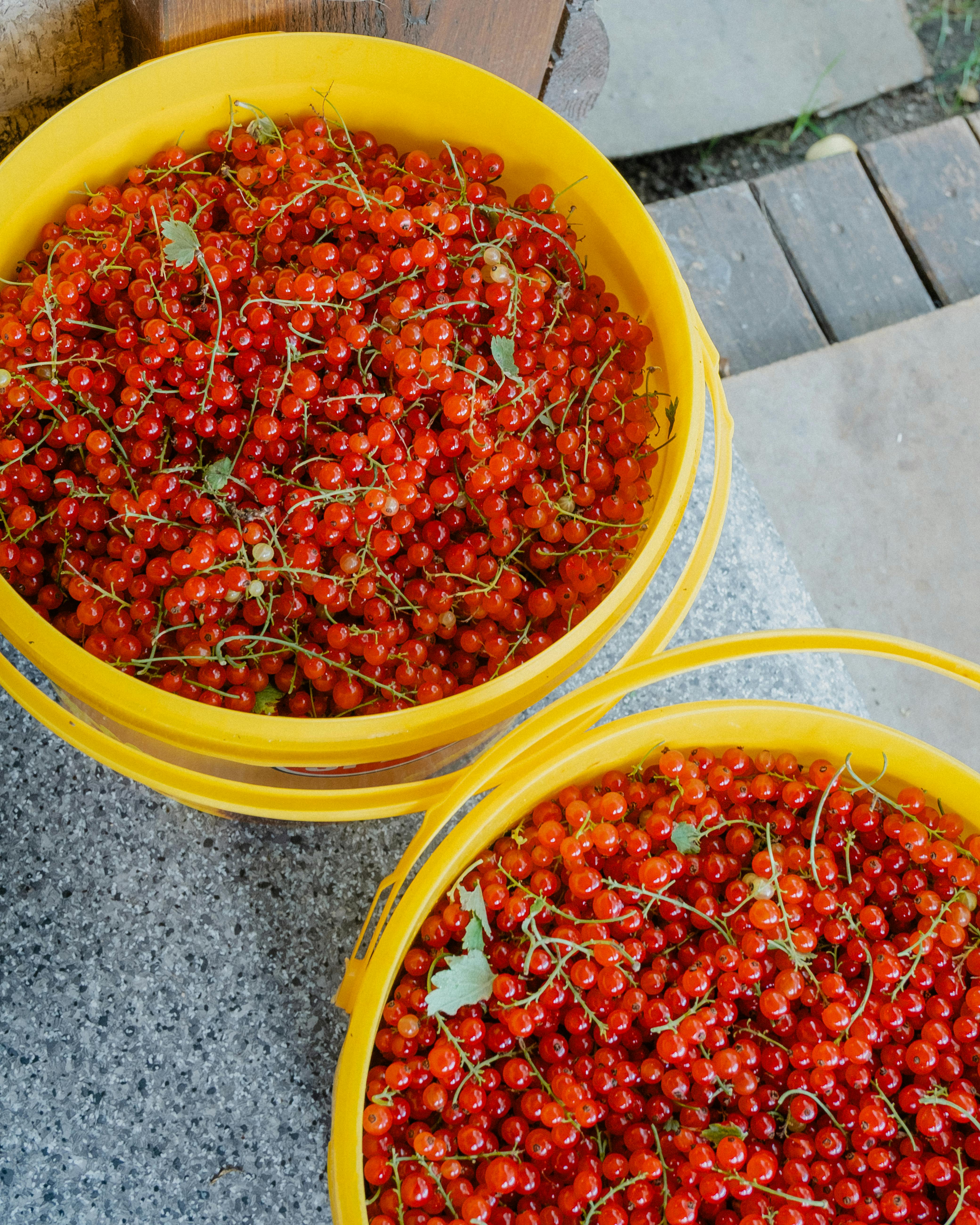 Top view of abundant red currants in yellow buckets outdoors, showcasing a vibrant harvest.