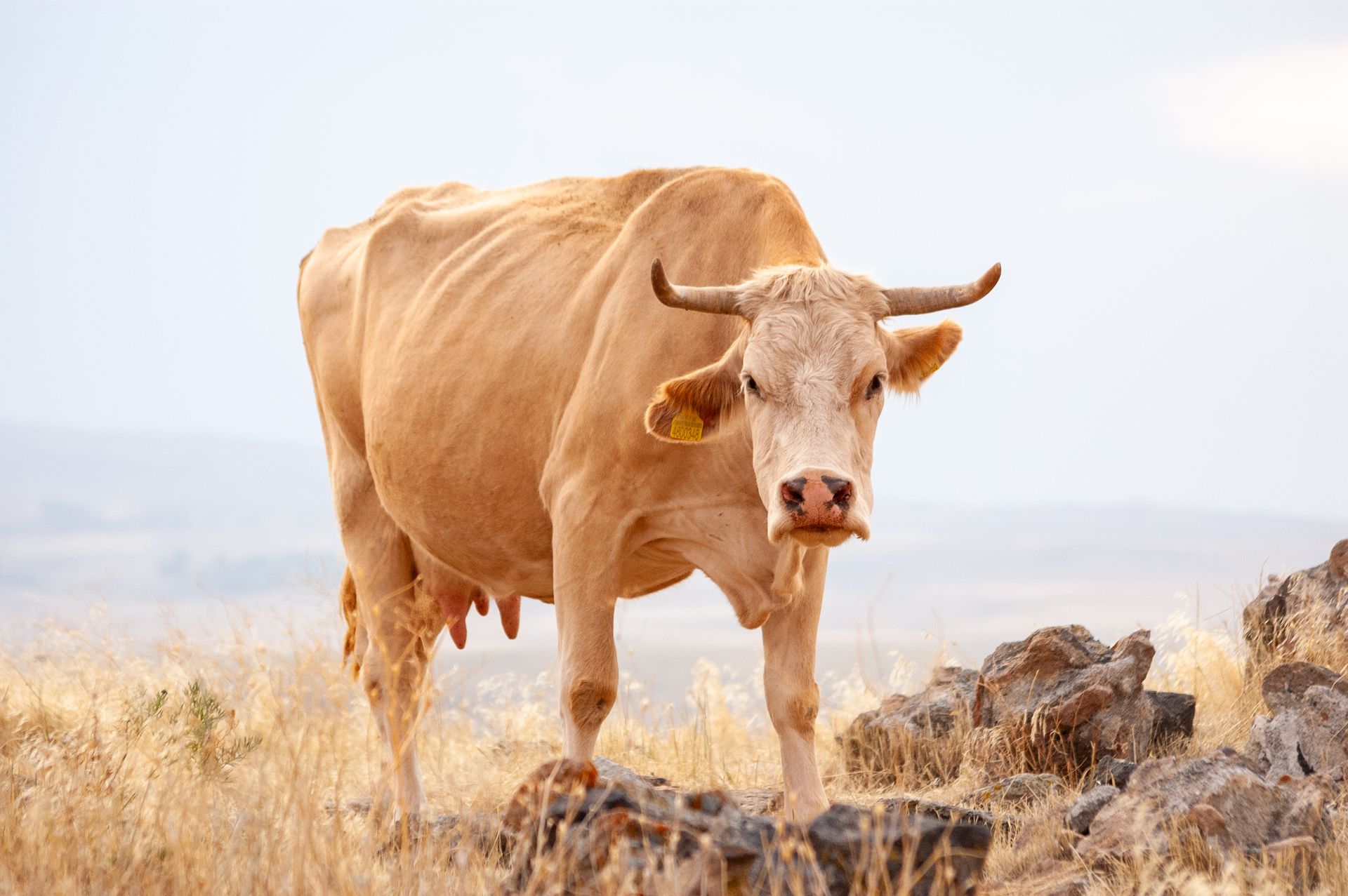 A brown cow stands among rocks in a picturesque open field.