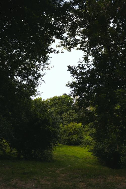 Free Serene forest view with sunlit green grass pathway in summer. Stock Photo