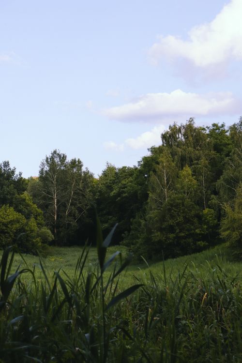 Free Tranquil outdoor scene of lush green forest and clear sky captured in summer. Stock Photo