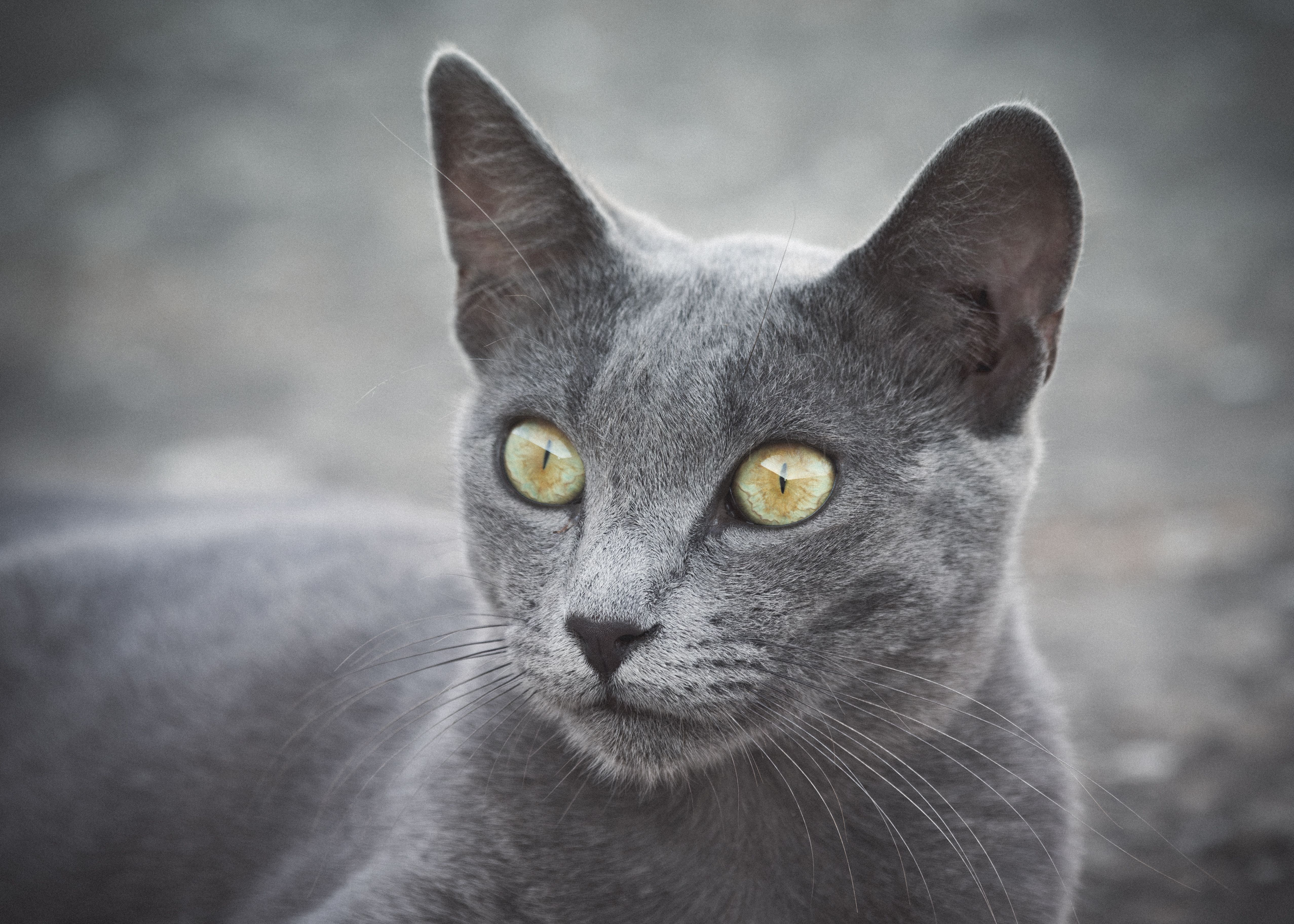 The Hypoallergenic Myth vs. Reality
