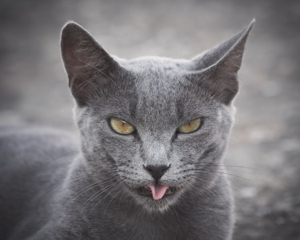 Gato Azul Ruso de pelaje gris azulado y ojos verdes descansando tranquilo en casa