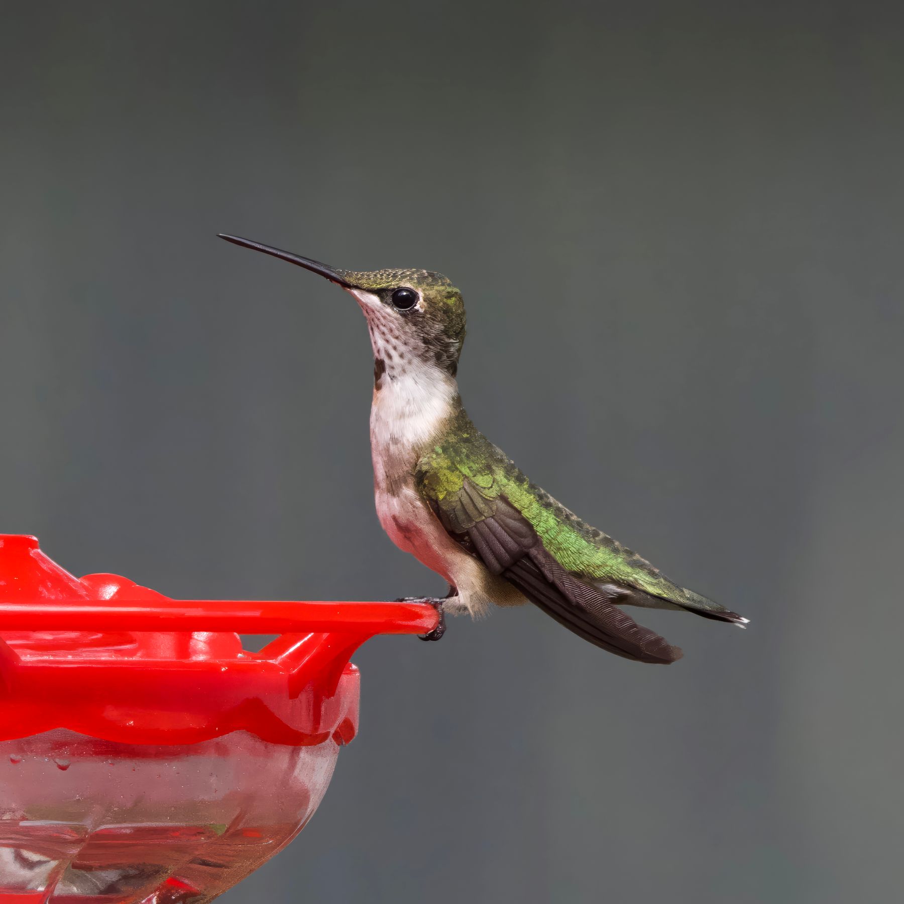 Ruby-throated hummingbird at a bright red feeder in a garden