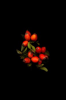A cluster of red rose hips with green leaves pops against a black background.