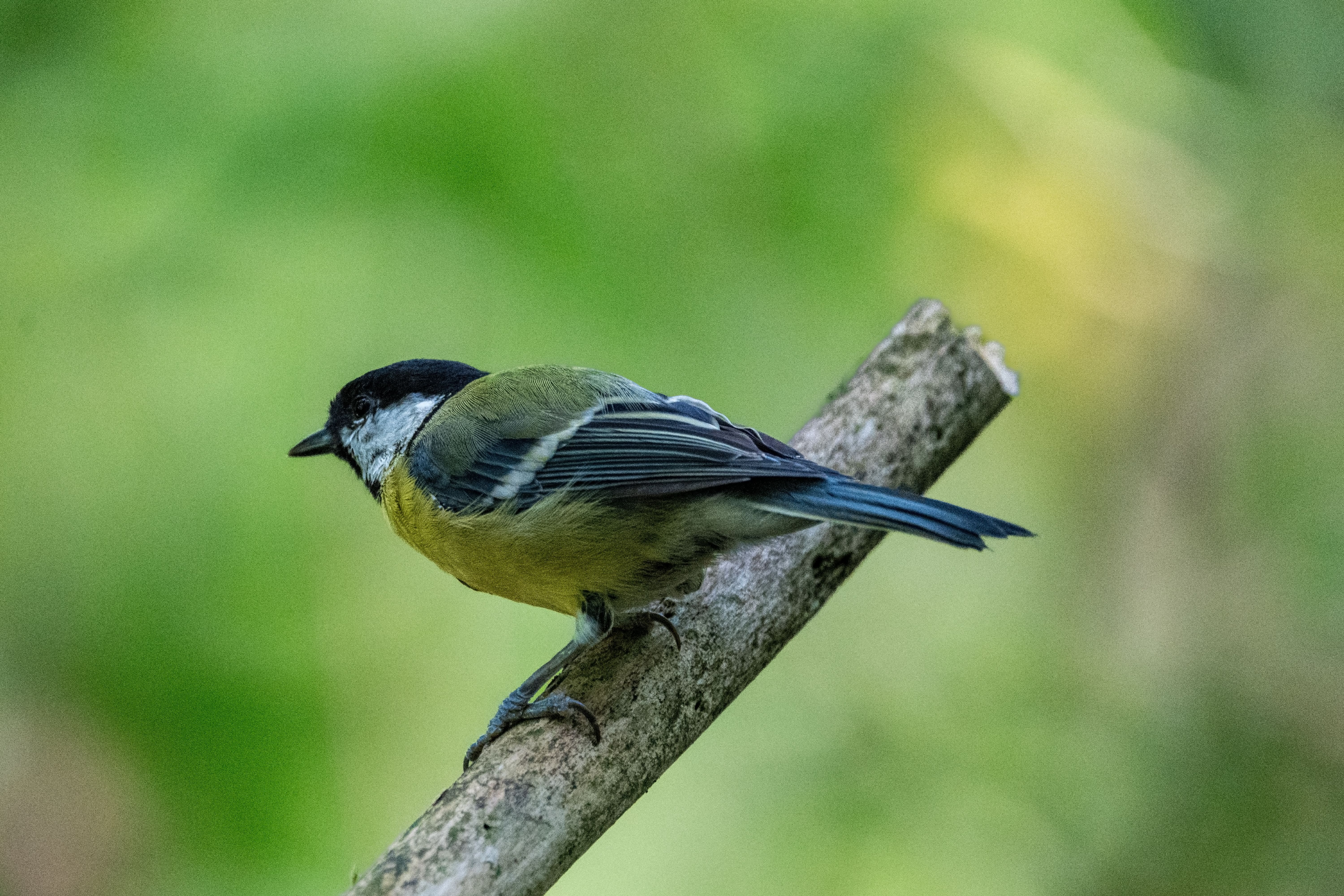 A Forest Bird: Discover the Secrets of Nature's Hidden Gem
