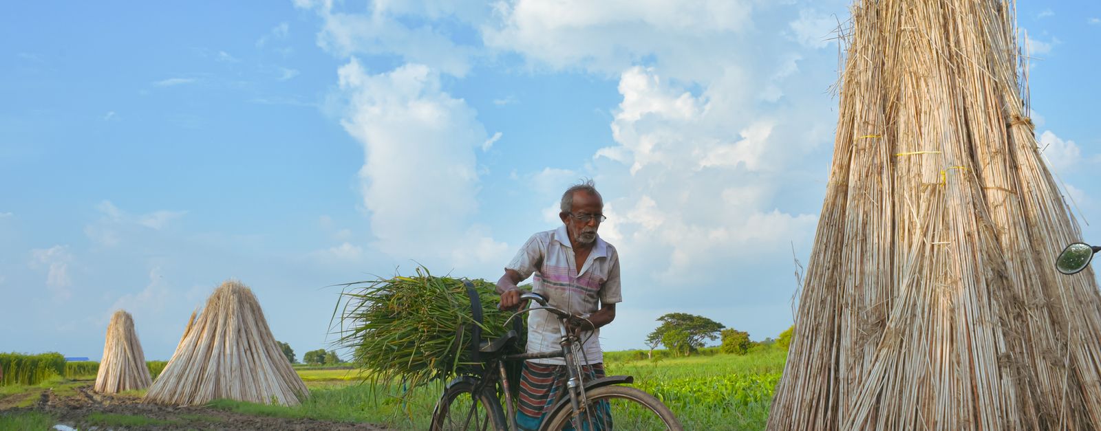 An elderly farmer with a bicycle carries crops through rural fields in Barrackpore, West Bengal, India.