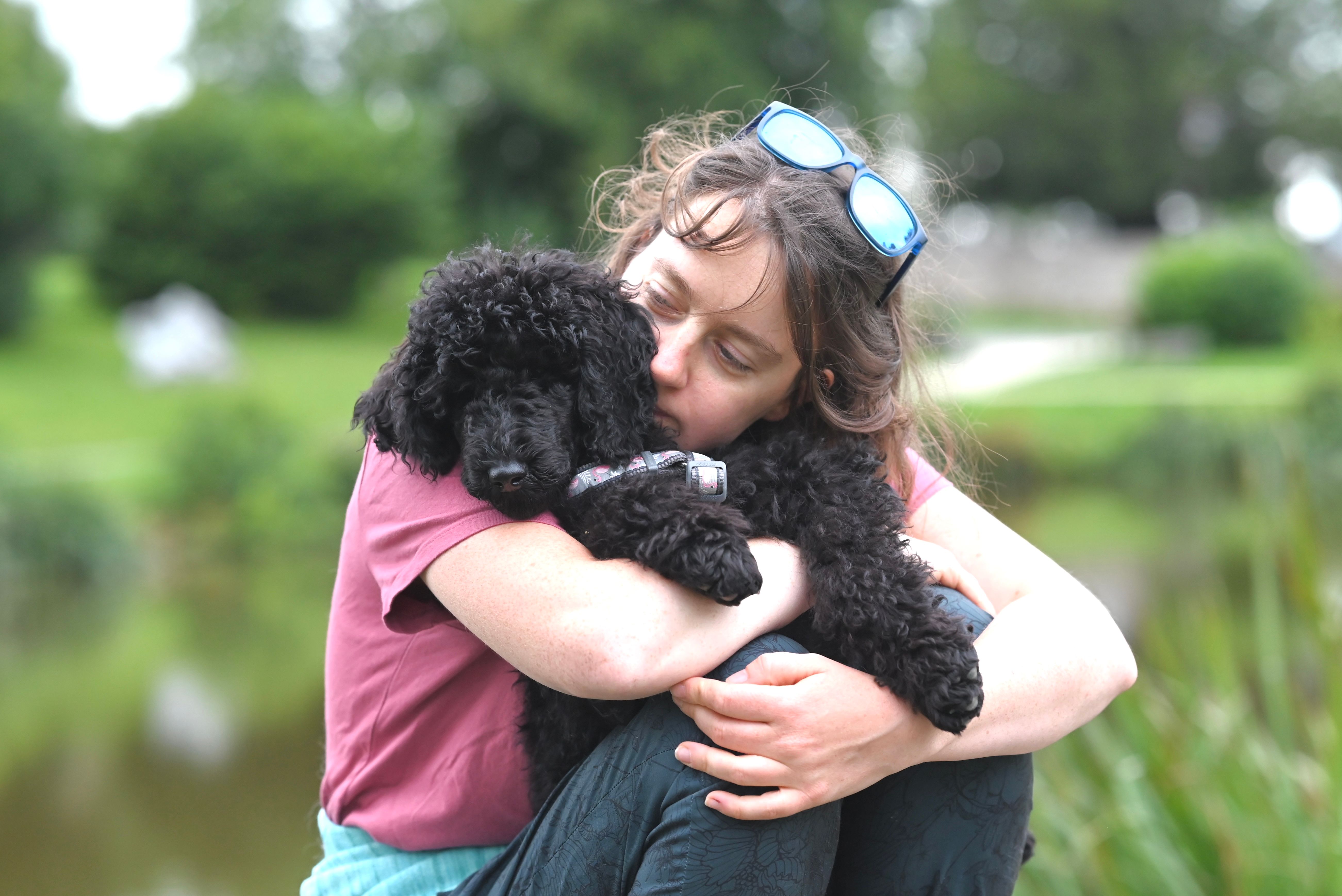 Ο Poodle ως «Velcro Dog»: Άγχος Αποχωρισμού και Πώς το Αντιμετωπίζουμε