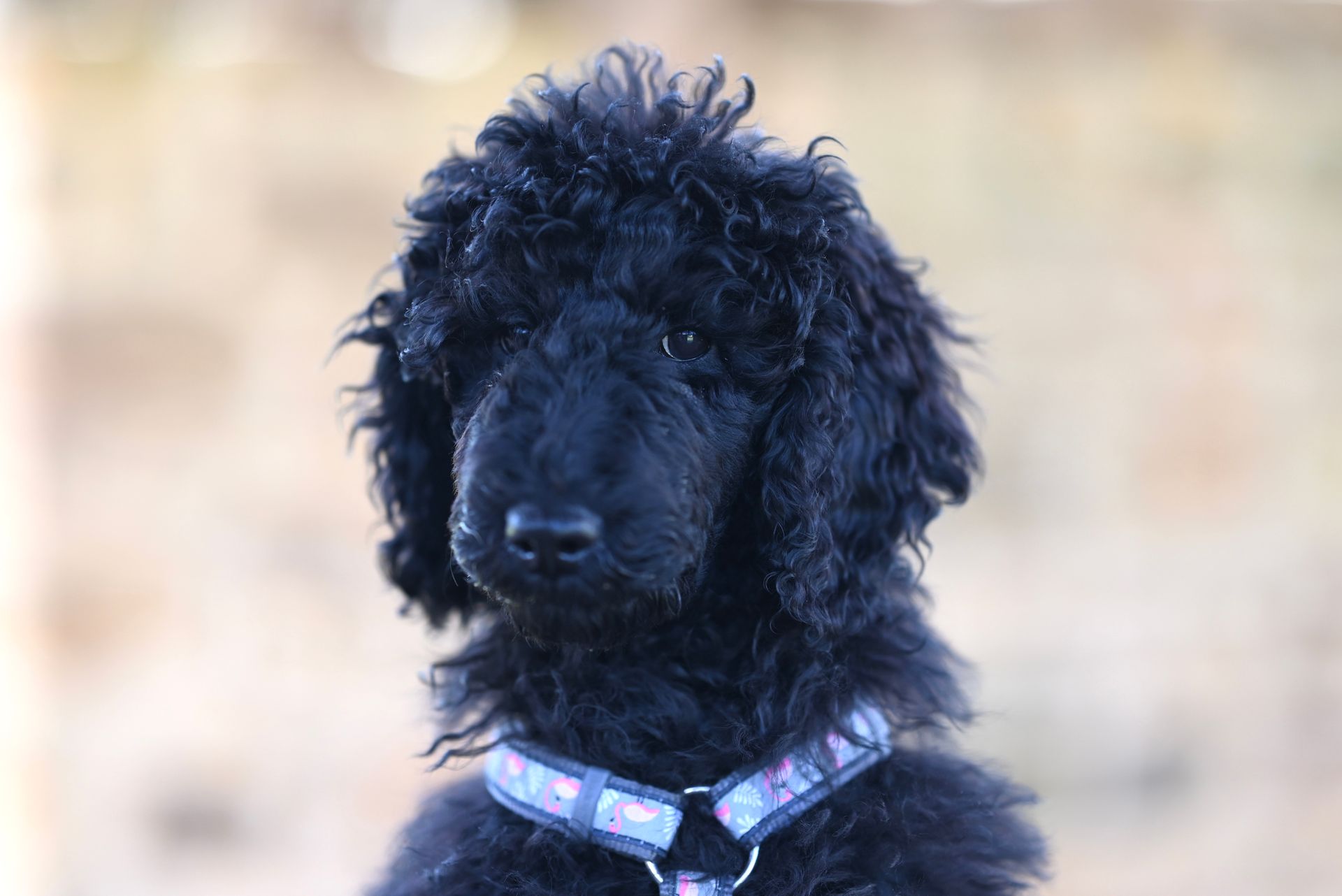Adorable black poodle puppy with curly fur wearing a collar, captured in soft focus outdoors.