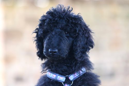 Free Adorable black poodle puppy with curly fur wearing a collar, captured in soft focus outdoors. Stock Photo