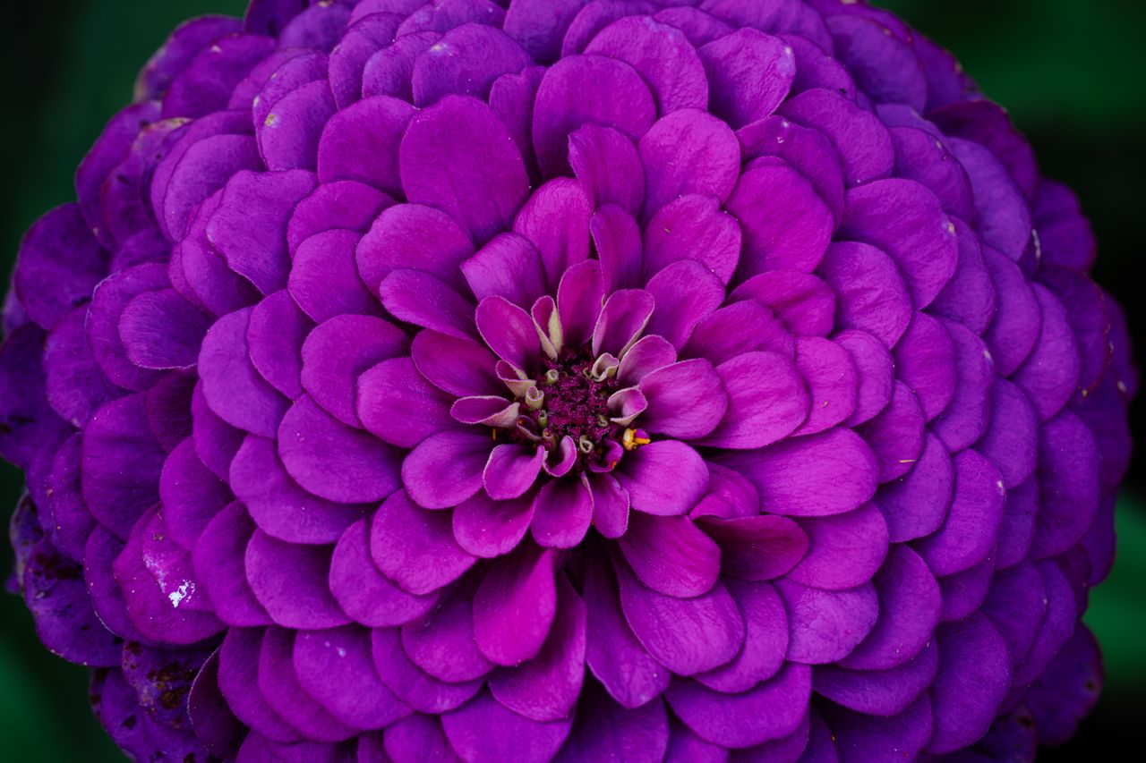 stunning macro shot of a purple zinnia flower in full bloom showcasing