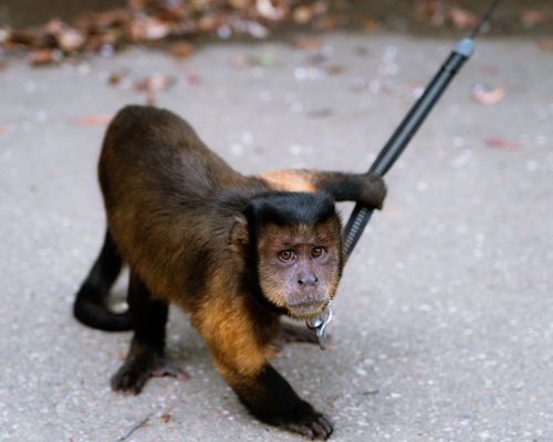 Free Close-up of a Capuchin monkey on a leash outside on a paved surface. Stock Photo