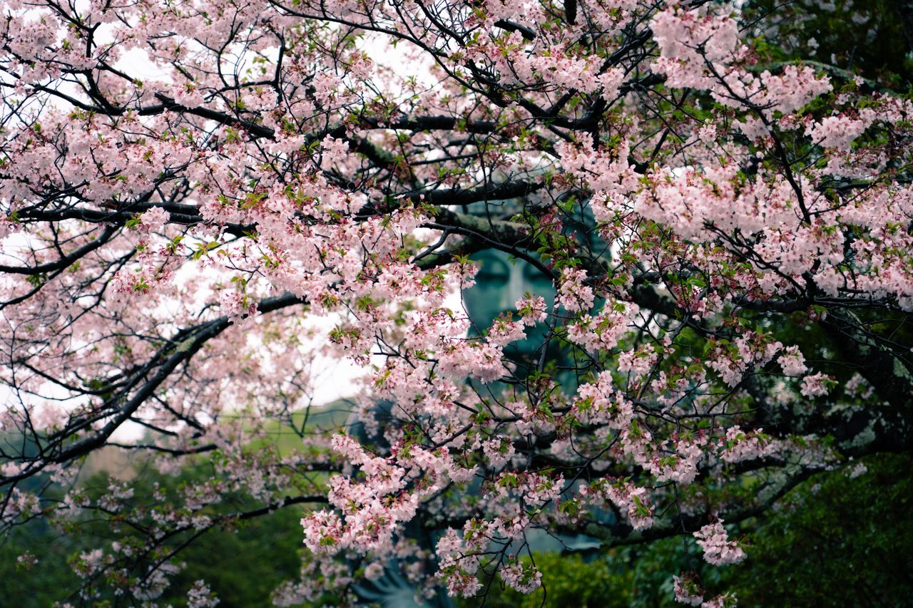 cherry blossoms with great buddha statue in background at kamakura jap