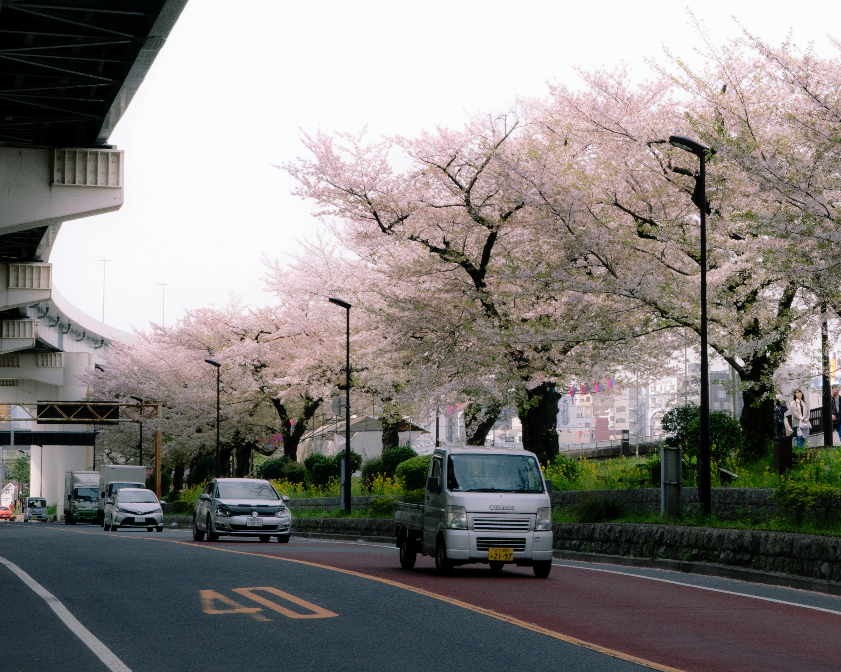 Scenic view of cherry blossom trees lining a street in Tokyo during spring with cars passing by.