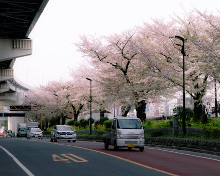 Scenic view of cherry blossom trees lining a street in Tokyo during spring with cars passing by.