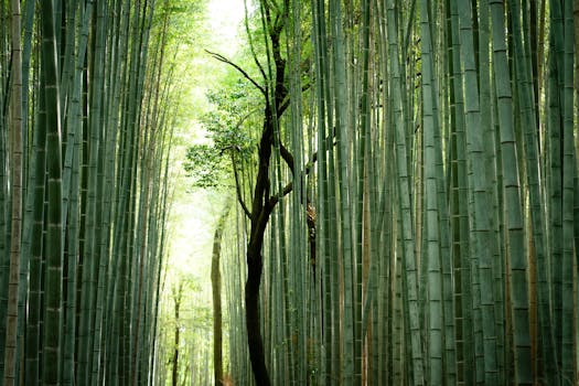 arashiyama scenic railway