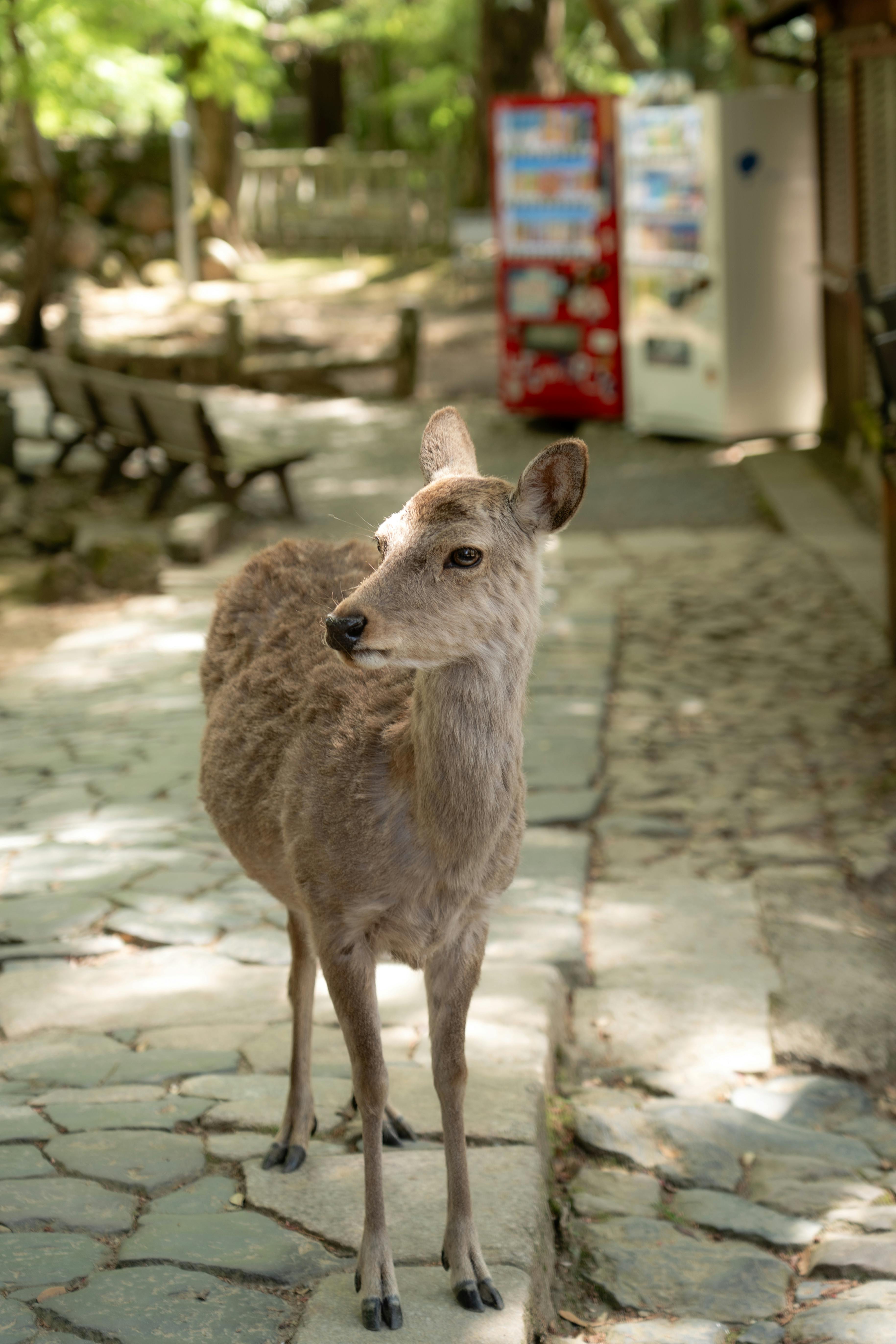 A curious sika deer walks freely in Nara Park, Japan, near vending machines.