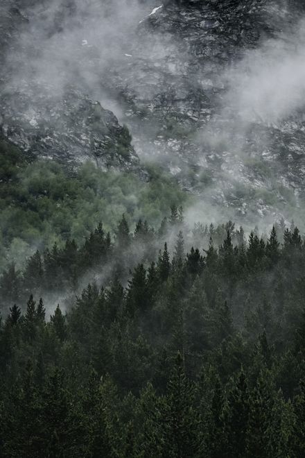 Dense pine forest shrouded in mist below a rock face — photo by Max Mishin on Pexels
