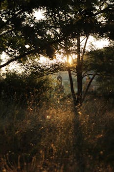 Calm golden hour light through trees creating a serene forest scene.