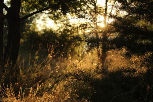 Free Sunlight filters through pine trees, creating a warm, serene forest ambiance. Stock Photo