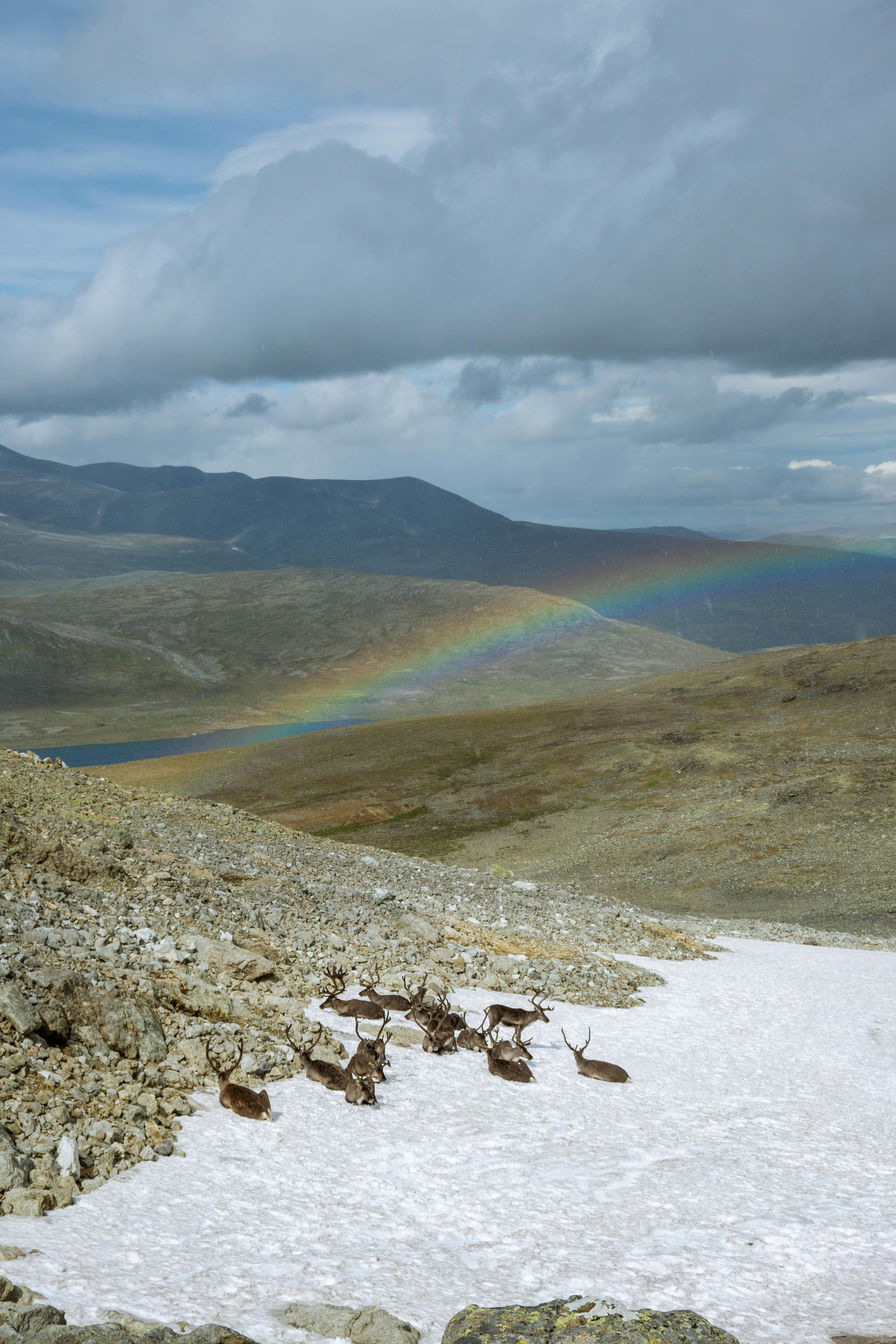 A group of reindeers lying on a snowy mountain with a vibrant rainbow arching over the landscape in Norway.