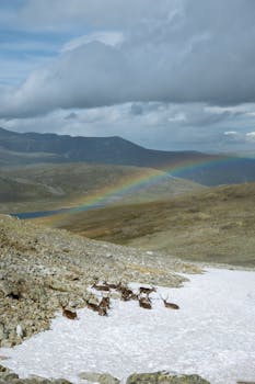 A group of reindeers lying on a snowy mountain with a vibrant rainbow arching over the landscape in Norway.