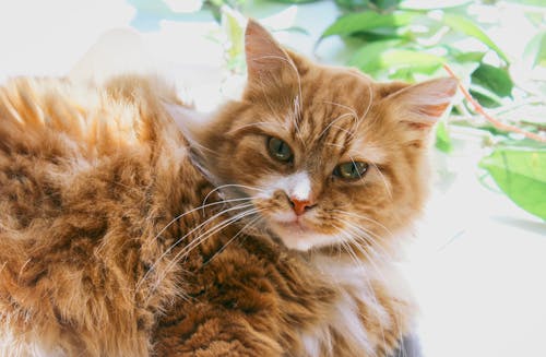 Free Orange Tabby Cat Stock Photo