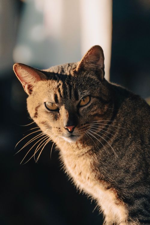 Free Close-up of a striped cat with sunlight creating a warm, soft glow in an indoor setting. Stock Photo