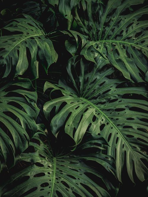 Free Close-up of vibrant Monstera leaves showcasing their distinctive patterns and rich green color. Stock Photo