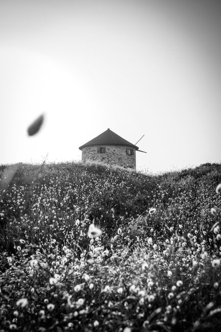 A classic windmill atop a hill covered with wildflowers, captured in black and white.