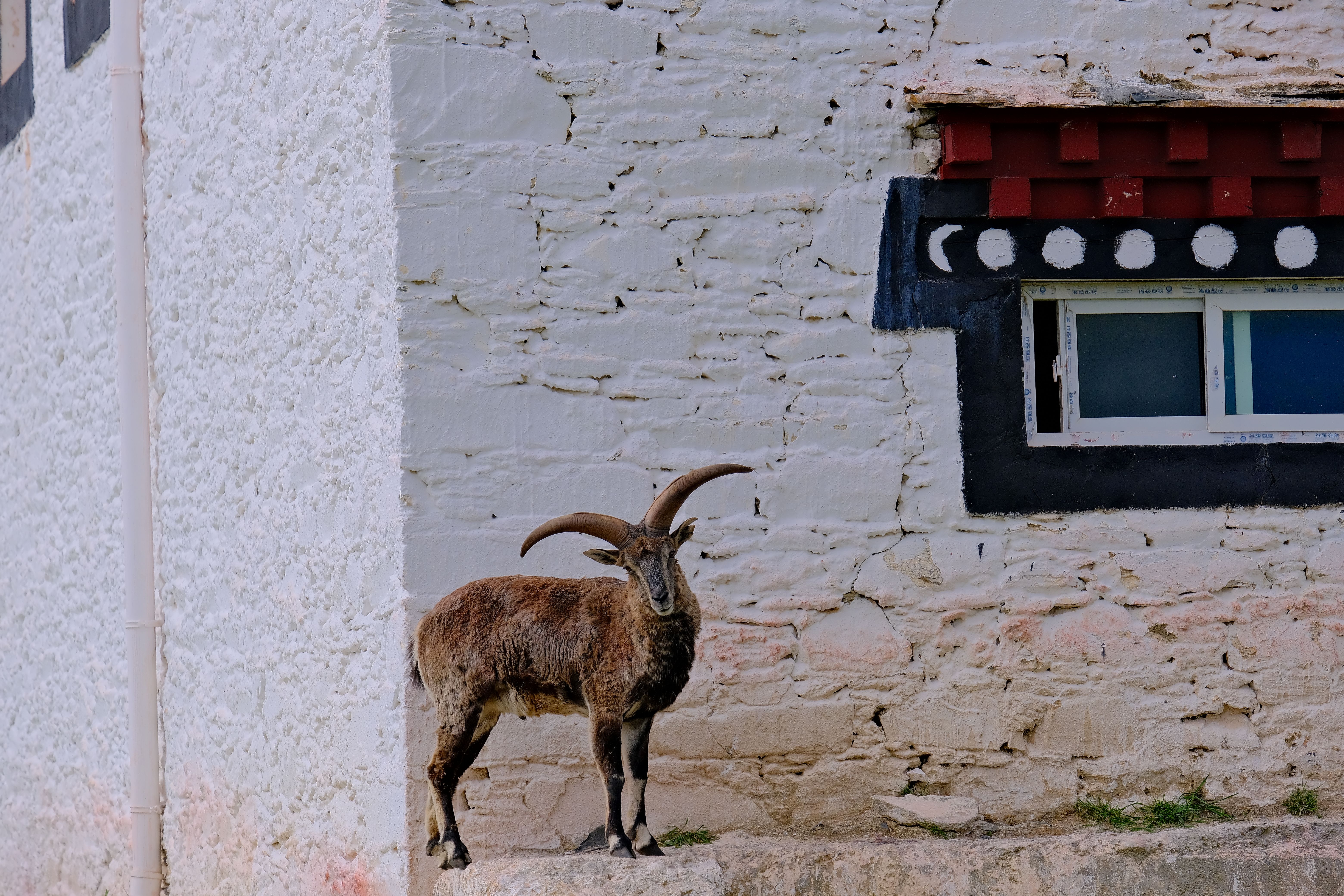 A wild goat with large curved horns stands against a rustic white wall with a decorated window.