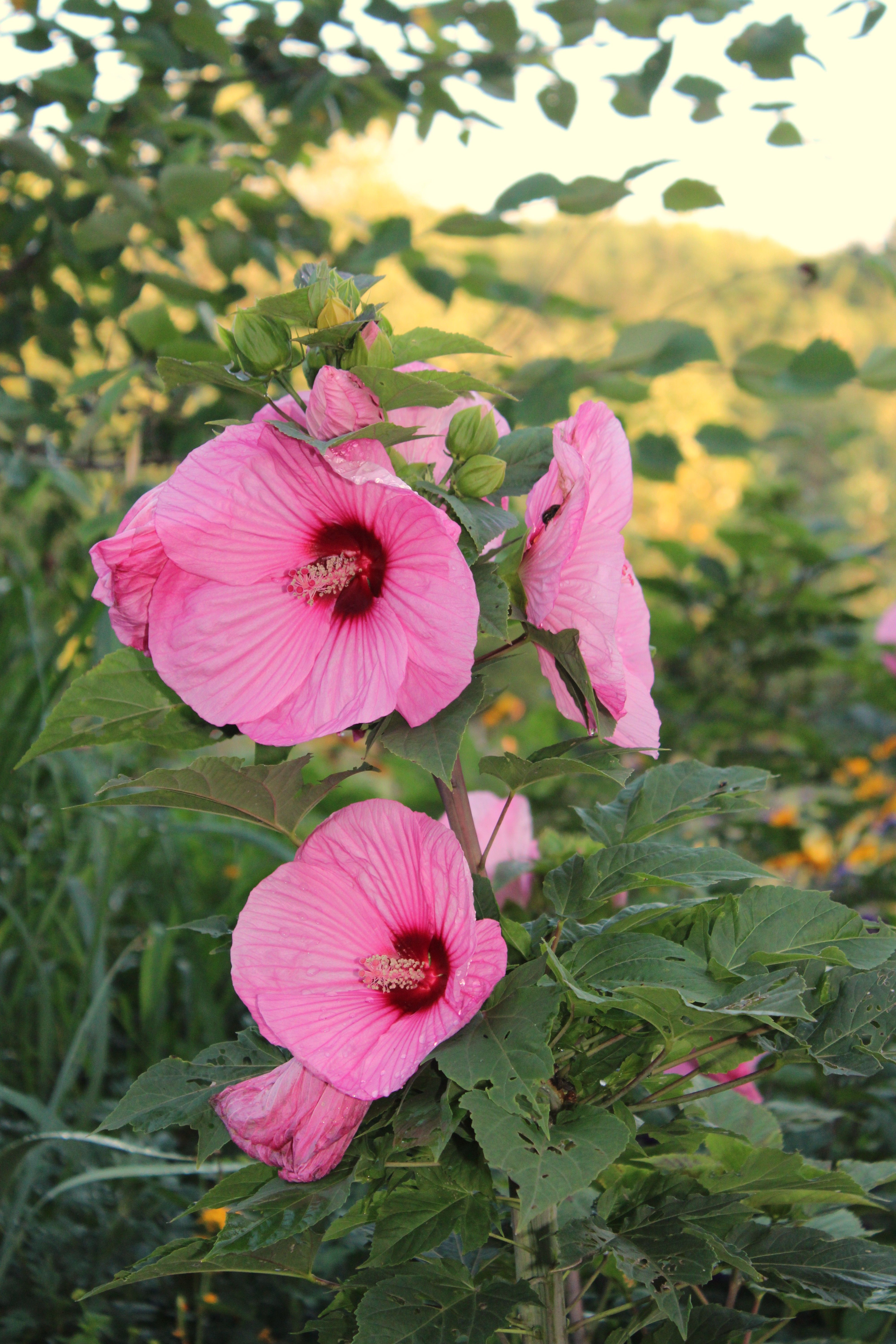 Close-up of blooming pink hibiscus flowers in a sunlit summer garden, showcasing vivid colors.
