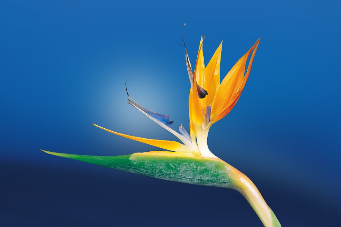 Macro Shoot Photography of Birds of Paradise Flower