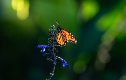 Free Close-up of a monarch butterfly perched on a purple flower with a stunning blurred green background. Stock Photo