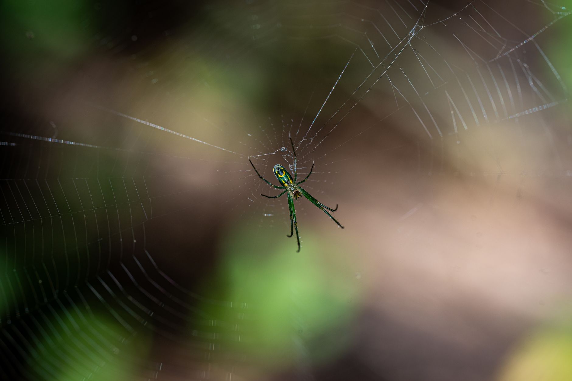 Aranha 'Cara Feliz' Descoberta nas Montanhas da Índia