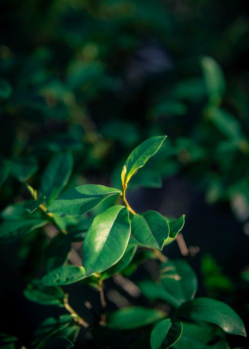 Free Lush green leaves captured in morning sunlight, showcasing vibrant nature. Stock Photo
