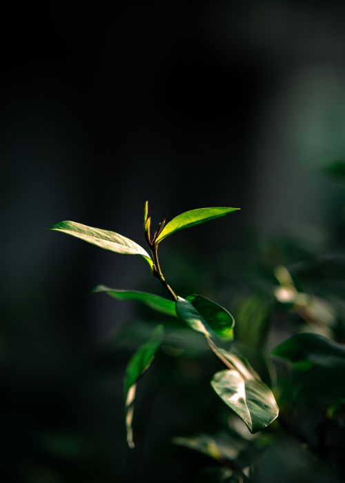 Free Detailed close-up of green leaves against a dark background, showcasing natural beauty. Stock Photo