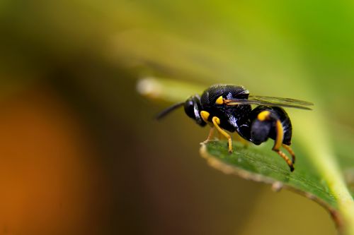 Free Close-up macro photograph of a parasitic wasp on a leaf in Indonesia. Stock Photo