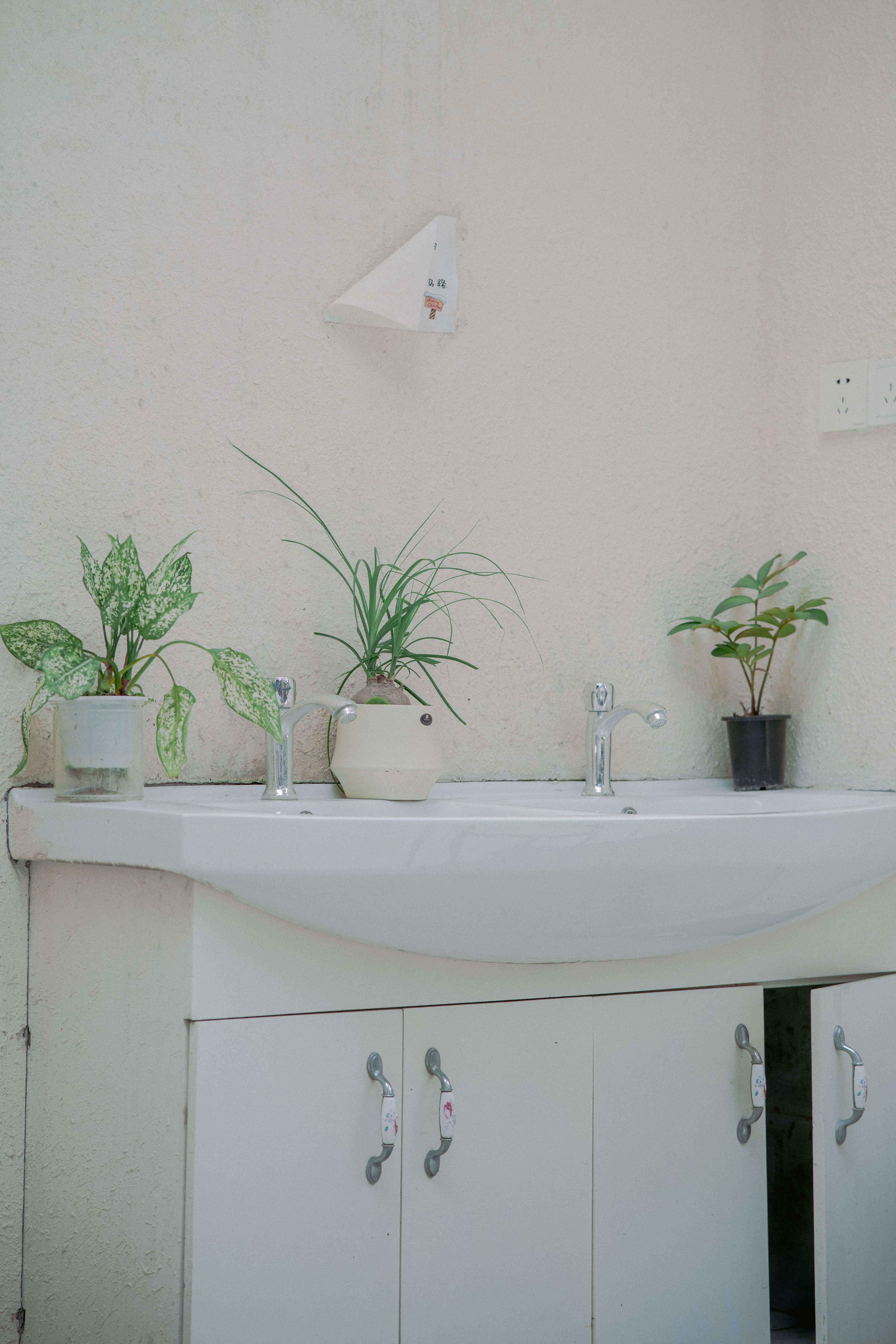 Plantas para banheiro em vasos sobre a pia de um banheiro minimalista