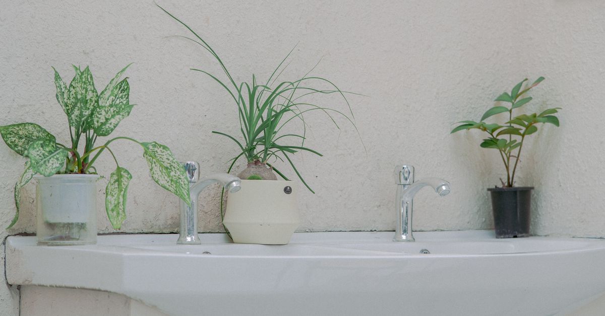 Plantas na bancada do banheiro Plantas para banheiro em vasos sobre a pia de um banheiro minimalista