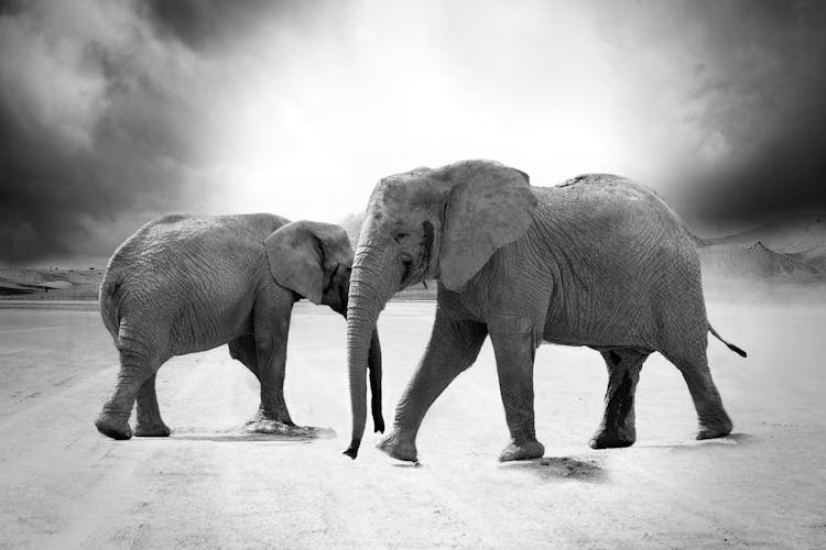 Grayscale Photo Of 2 Elephants