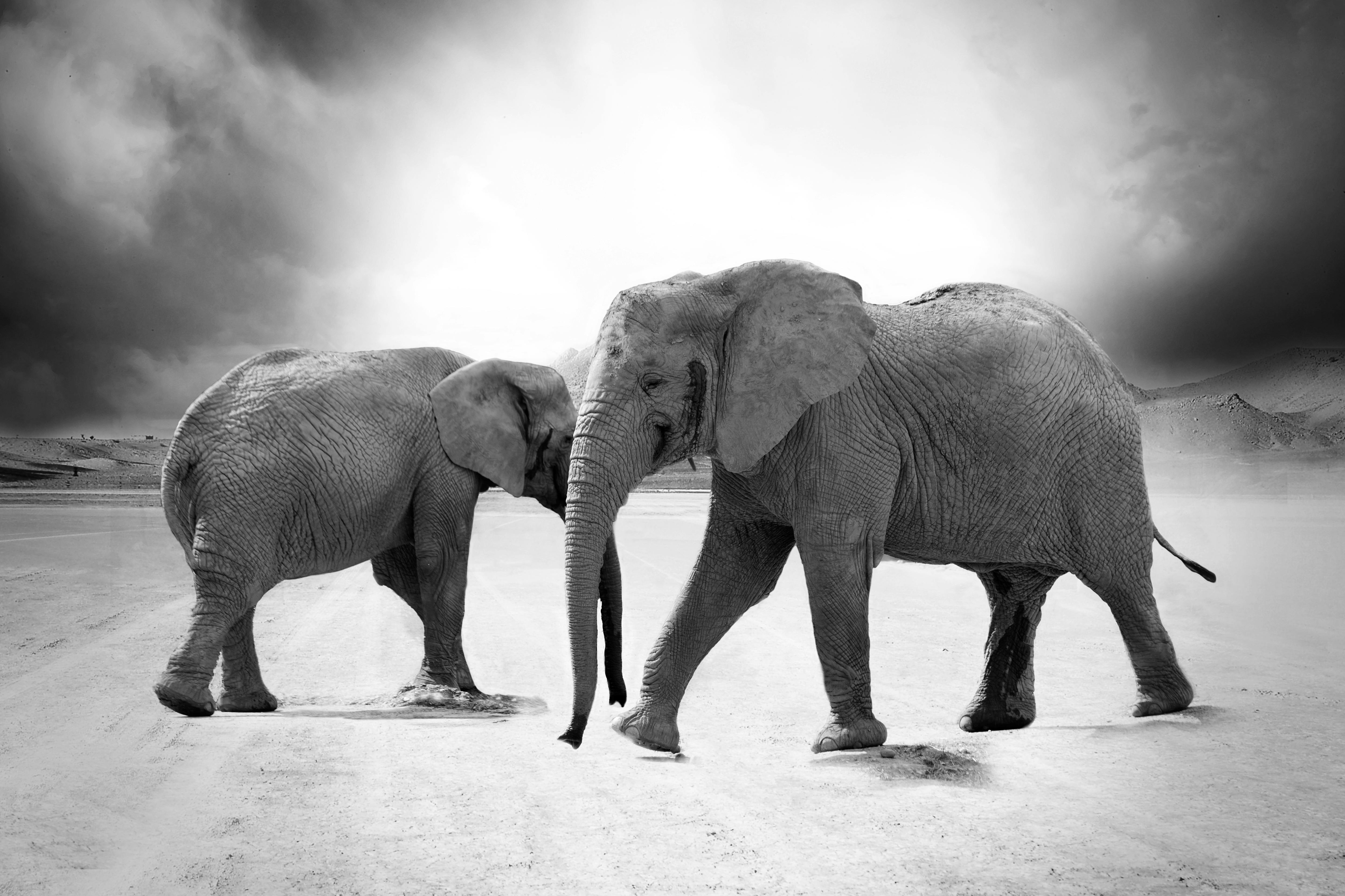 Photo Gratuite De Animaux éléphants Faune
