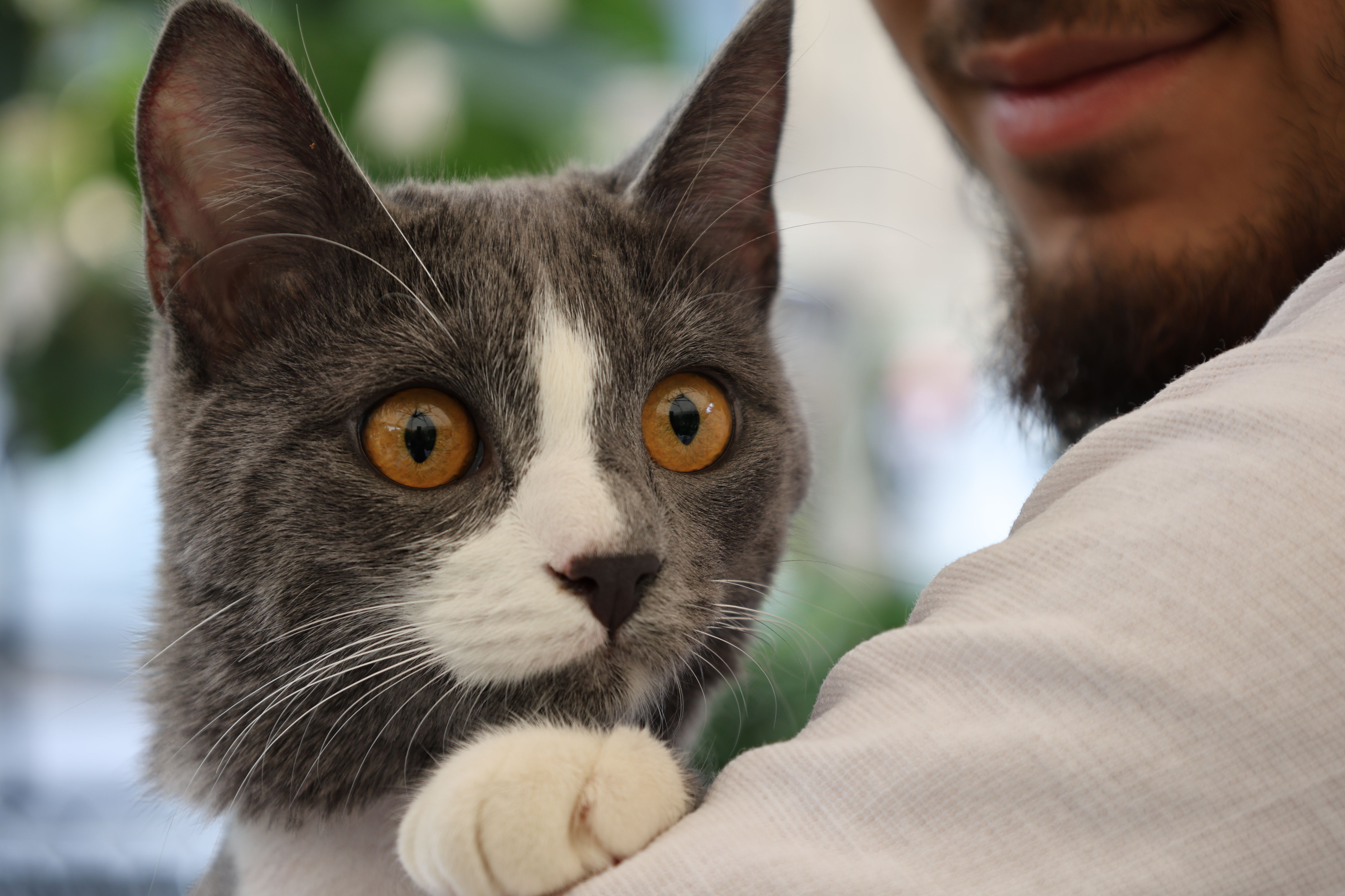 A cat undergoing diagnostic blood testing at a veterinary clinic