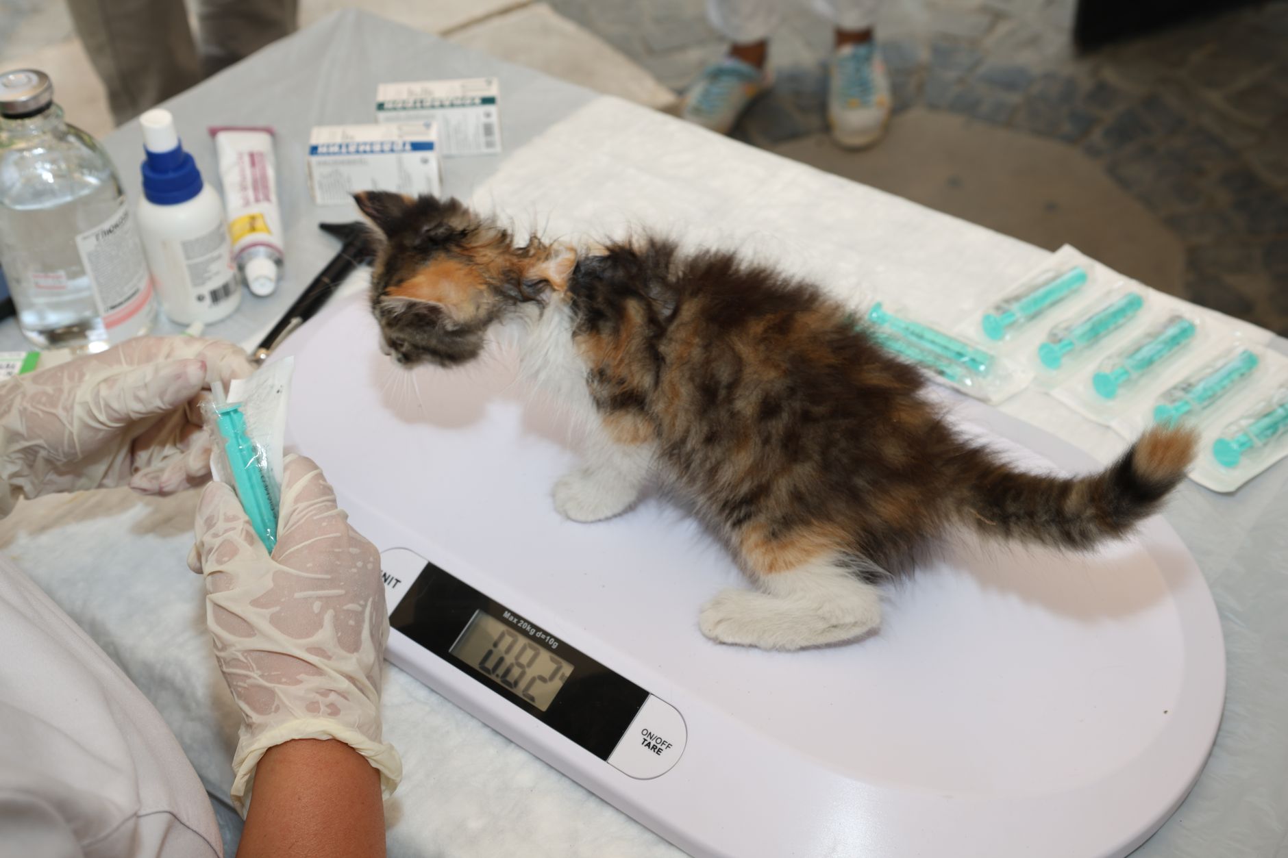 貓咪健檢要做嗎?不同年齡層的建議檢查項目與重點解讀 A veterinarian weighs a small kitten during a checkup at a clinic for pet health assessment