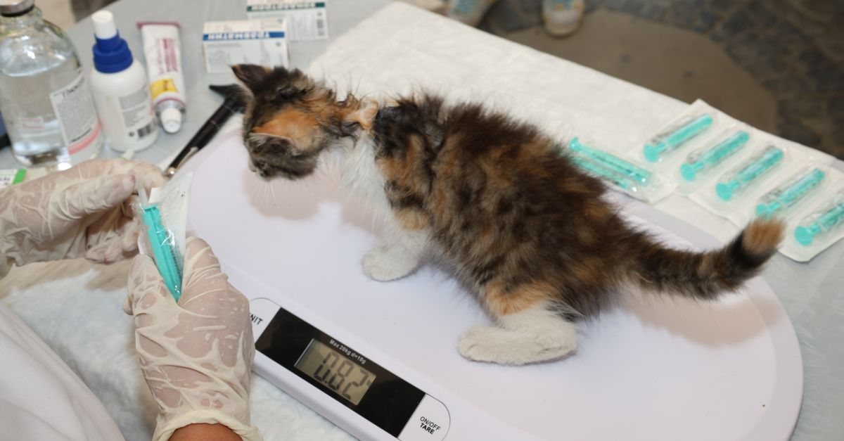 Why Your Vet Keeps Asking About Your Cat's Weight (And Why the Scale Lies)