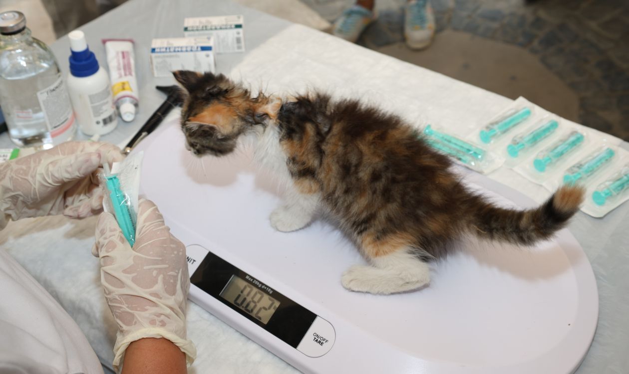 Kedilerde Obezite: BCS, Kalori ve Güvenli Kilo Verme Rehberi