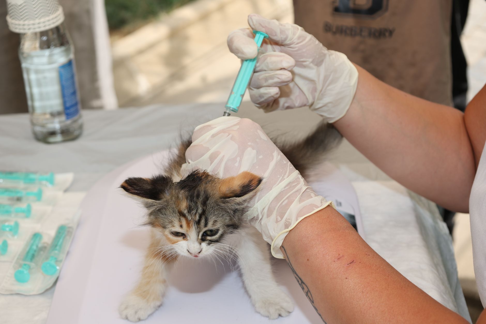 pexels-photo-33394316 Primovaccination chiot : le protocole complet pour protéger votre jeune chien dès les premières semaines